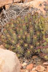 Euphorbia heptagona