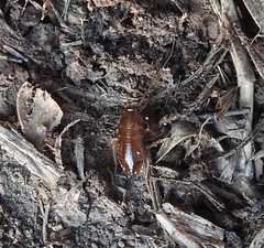 Parcoblatta americana