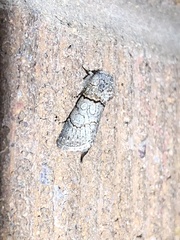 Sympistis perscripta