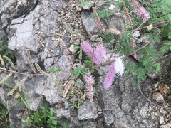 Mimosa dysocarpa