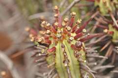 Euphorbia heptagona