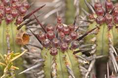 Euphorbia heptagona