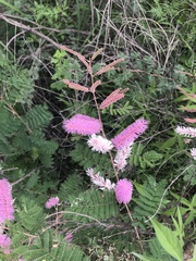 Mimosa dysocarpa