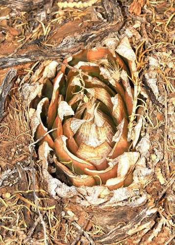 Haworthia lockwoodii