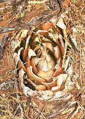 Haworthia lockwoodii