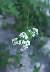 Galium broterianum