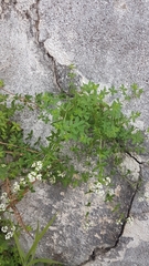 Galium broterianum