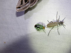 Poecilocapsus nigriger