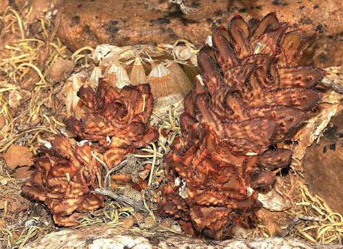 Haworthia bullulata (Jacq.) Parr
