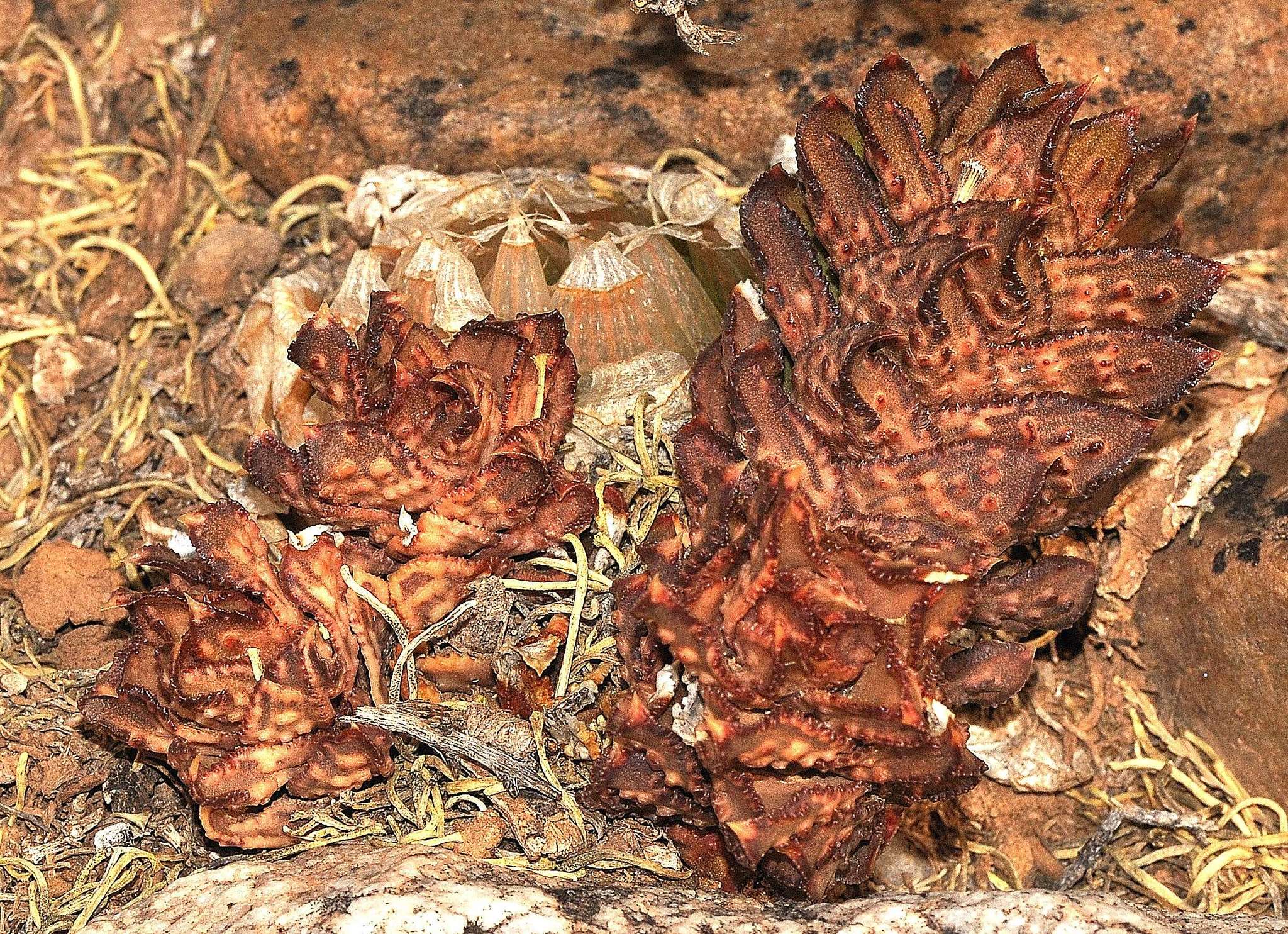 Tulista bullulata (Jacq.) G.D.Rowley 2