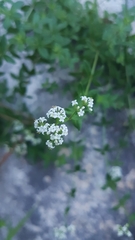 Galium broterianum