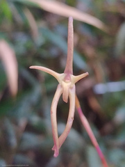 Maxillaria amplifoliata
