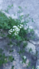 Galium broterianum