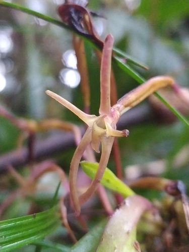 Amplifoliata Orchid