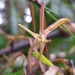 Maxillaria amplifoliata - Photo (c) Bioexploradores Farallones, alguns direitos reservados (CC BY-NC), uploaded by Bioexploradores Farallones