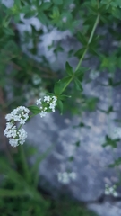 Galium broterianum