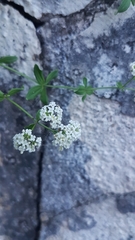 Galium broterianum