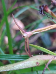 Maxillaria amplifoliata
