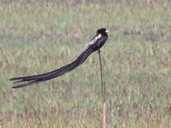 Euplectes progne progne