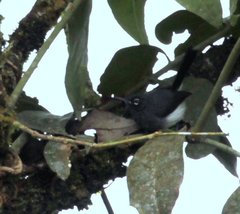 Polioptila schistaceigula