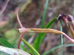 Maxillaria amplifoliata