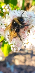 Bombus terricola