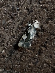 Emarginea percara