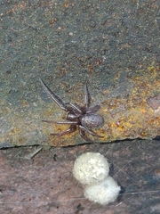 Enoplognatha caricis