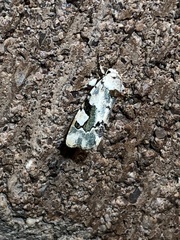 Emarginea percara