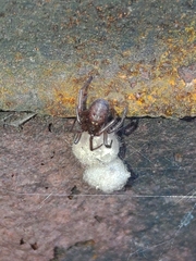 Enoplognatha caricis