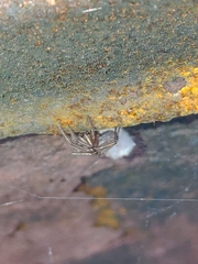 Enoplognatha caricis