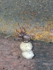 Enoplognatha caricis