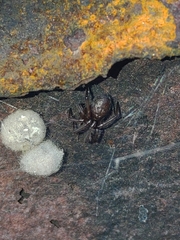 Enoplognatha caricis