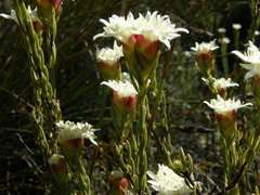 Lachnaea naviculifolia