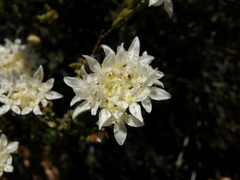 Lachnaea naviculifolia