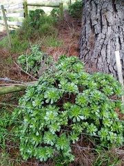 Aeonium arboreum
