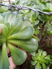 Aeonium arboreum