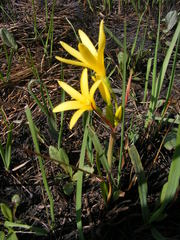 Cyrtanthus breviflorus