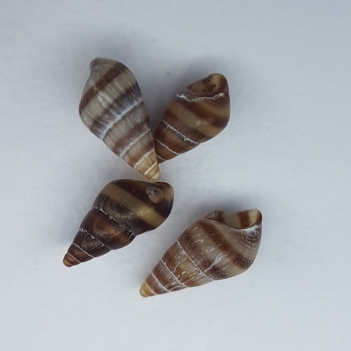 Cingula trifasciata