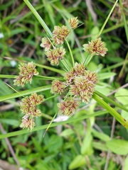 Cyperus pseudovegetus