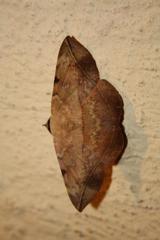 Hypopyra capensis