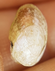 Musculus costulatus