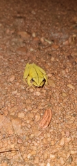 Boana multifasciata