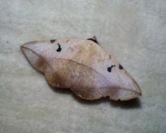 Hypopyra capensis