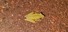 Boana multifasciata