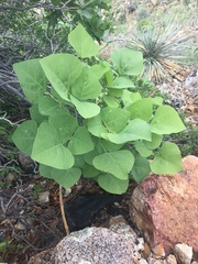 Erythrina flabelliformis