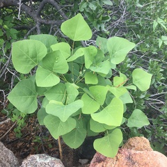 Erythrina flabelliformis