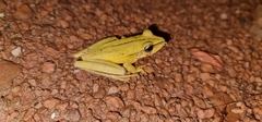 Boana multifasciata