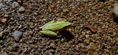 Boana multifasciata