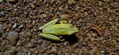 Boana multifasciata